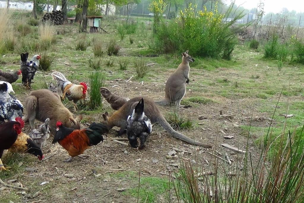 Gite dans un parc animalier avec salle de cinéma Aurice Exterior foto